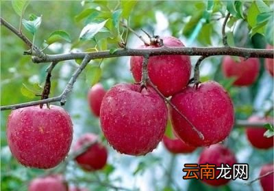 何时吃水果最佳