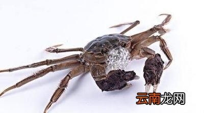 如何判断大闸蟹的肥美度