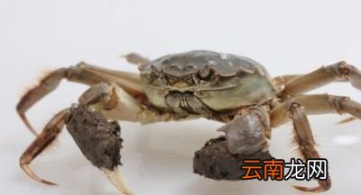 如何判断大闸蟹的肥美度