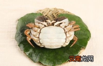 如何判断大闸蟹的肥美度