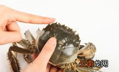 如何判断大闸蟹的肥美度