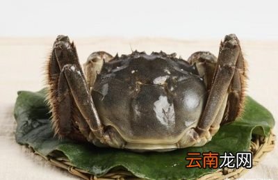 如何判断大闸蟹的肥美度