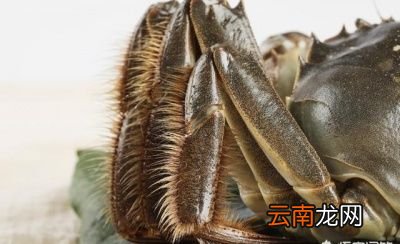 如何判断大闸蟹的肥美度