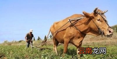 今年的大暑会“凉飕飕”吗