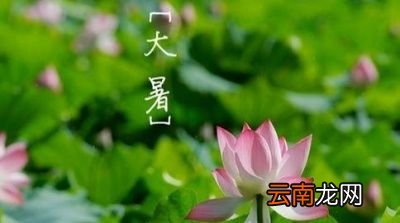 今年的大暑会“凉飕飕”吗