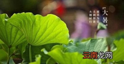 今年的大暑会“凉飕飕”吗