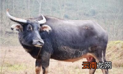 “大暑凉飕飕”和“立冬笑死牛”有什么关系