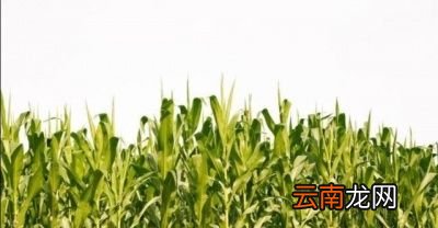 大暑凉凉飕飕立冬笑死牛是什么意思