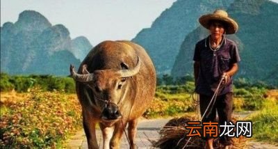 大暑凉凉飕飕立冬笑死牛是什么意思