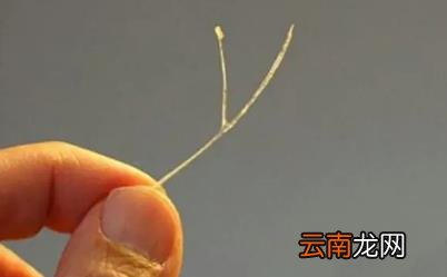 鱼刺卡喉咙能不能自愈 鱼刺卡喉咙怎么办