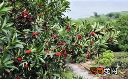 小暑特别犯困是什么原因 2022小暑后是不是更爱犯困