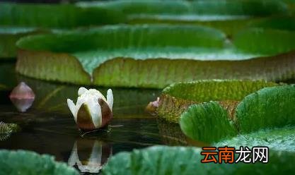 小暑特别犯困是什么原因 2022小暑后是不是更爱犯困