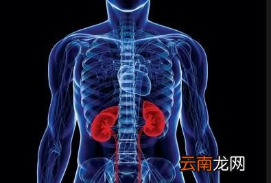 什么人群需要补肾