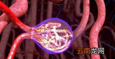 肾脏是什么结构