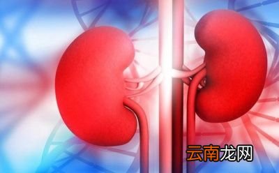肾脏是什么结构