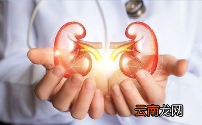 肾脏是什么结构