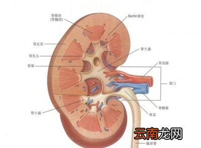 什么是肾毒性哪些东西有肾毒性