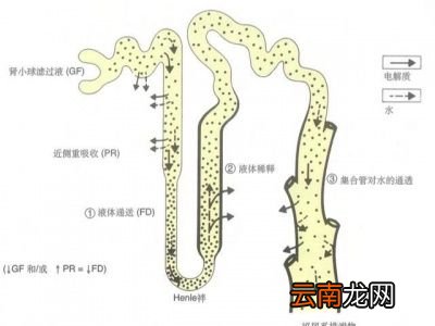 什么是肾毒性哪些东西有肾毒性