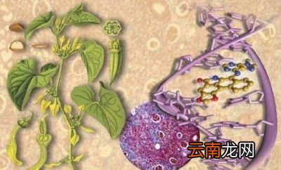 什么是肾毒性哪些东西有肾毒性