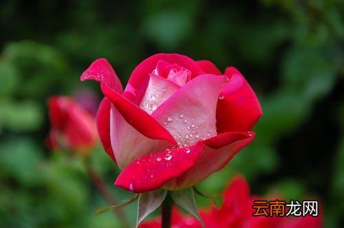 内心相当自卑的人具有三点特征 自卑心理的主要表现有哪些