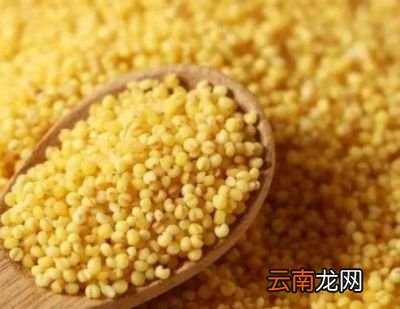 小米可以和胡萝卜西兰花红枣鸡肉一起煮粥吗