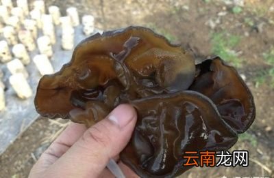 哪种黑木耳不能吃