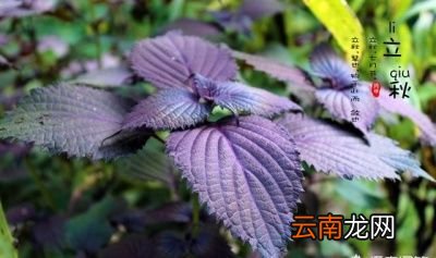 立秋的月份真的会决定庄稼是丰收还是歉收吗