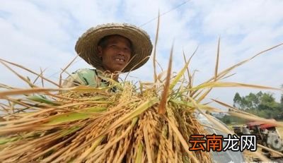 立秋的月份真的会决定庄稼是丰收还是歉收吗
