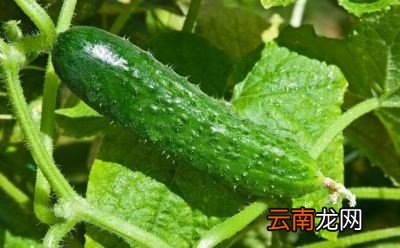西红柿和什么不能一起吃