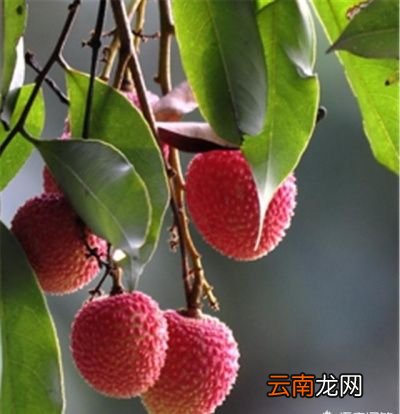 今年荔枝产量下降市场行情如何