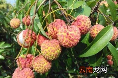 今年荔枝产量下降市场行情如何
