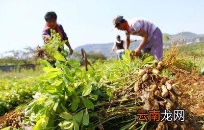 水煮花生米都放什么调料