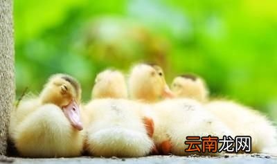 养鹅需要怎么预防疾病