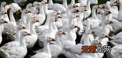 养鹅需要怎么预防疾病