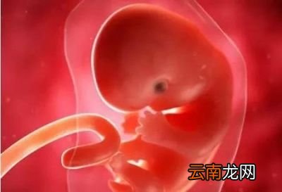 孕初期需要补充什么营养呢