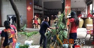 艾草的采摘时间什么时候最合适