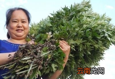 艾草的采摘时间什么时候最合适