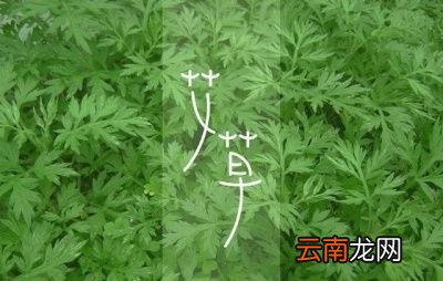 艾草的采摘时间什么时候最合适