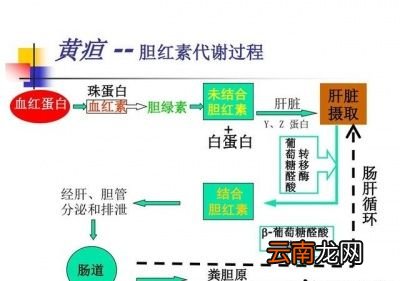 为什么正常的粪便一般都是黄色的呢
