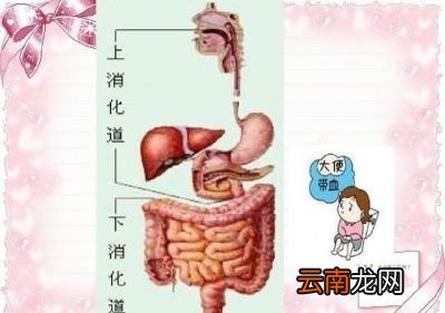 大便为什么是黄色