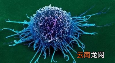 致癌菜指的是什么