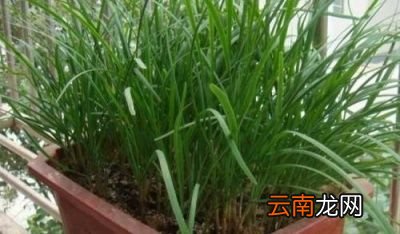 韭菜怎么种才好