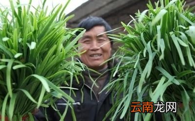 韭菜怎么种才好