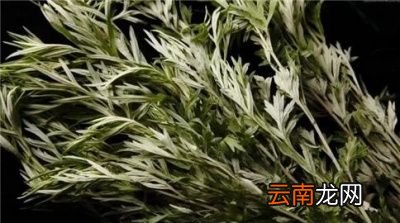 收割艾叶最佳时间为前三后具体是指什么时候呢