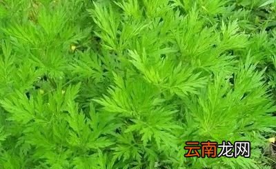 收割艾叶最佳时间为前三后具体是指什么时候呢