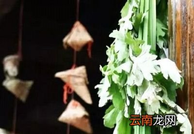 人们收割艾叶什么时候是最佳的时间呢
