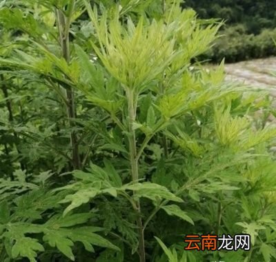 人们收割艾叶什么时候是最佳的时间呢