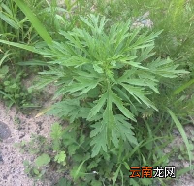 人们收割艾叶什么时候是最佳的时间呢