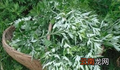 为何有艾草采割要遵循前三后四的说法呢