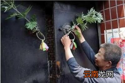 为何有艾草采割要遵循前三后四的说法呢